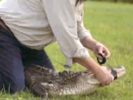 Tea Party Candidate Wrestles Tiny Gator in Ad (Video)